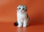 Leon Scottish - Scottish Fold Kitten For Sale - Brooklyn, NY, US