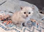 Jasper - British Shorthair Kitten For Sale - MT, US