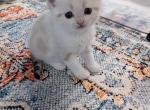 Emerald - British Shorthair Kitten For Sale - MT, US