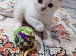 Opal - British Shorthair Kitten For Sale - MT, US