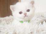 British shorthair beauty - British Shorthair Kitten For Sale - Seattle, WA, US