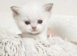 British shorthair kitten doll face - British Shorthair Kitten For Sale - Seattle, WA, US