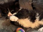 MACKENZIE - Maine Coon Kitten For Sale - Port Clinton, OH, US