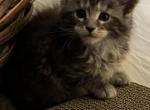 Apollo - Maine Coon Kitten For Sale - Port Clinton, OH, US