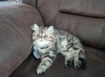 ADORABLE PERSIAN KITTIES - Persian Kitten For Sale - Bradley, IL, US