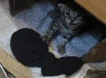 Lucky - American Shorthair Kitten For Sale - Mount Vernon, NY, US