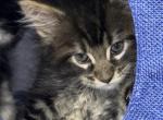 SAMSON - Maine Coon Kitten For Sale - Port Clinton, OH, US