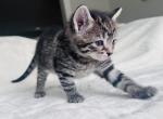 Leo - American Shorthair Kitten For Sale - Agawam, MA, US