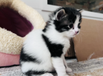 Pisa - American Shorthair Kitten For Sale - Agawam, MA, US