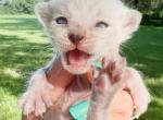 Gru Jr Seal Lynx Point Spotted Bengal Kitten - Bengal Kitten For Sale - Sunbury, OH, US