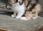 Exotic Shorthair Persians - Exotic Kitten For Sale - Brookfield, CT, US