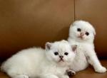Litter S - Scottish Fold Kitten For Sale - Minneapolis, MN, US