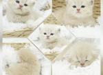 Tanner - Persian Kitten For Sale - PA, US