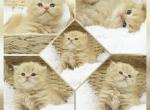 Fergus - Persian Kitten For Sale - PA, US