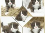 CFA Litter Ready August - Persian Kitten For Sale - PA, US