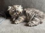 Maizy - Exotic Kitten For Sale - Mercer, PA, US