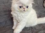Blue Eyes - Exotic Kitten For Sale - Mercer, PA, US