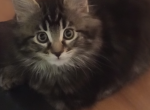 Da Bratt - Maine Coon Kitten For Sale - Vancouver, WA, US