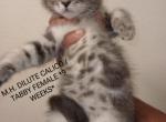 Adele - Maine Coon Kitten For Sale - Vancouver, WA, US