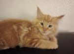 Jack Harlow - Maine Coon Kitten For Sale - Vancouver, WA, US
