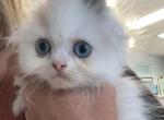 Rare blue eyed black silver tortie Van girl - Scottish Fold Kitten For Sale - Sun City Center, FL, US