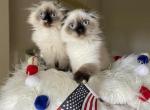 Seal point LH kittens - Scottish Fold Kitten For Sale - 