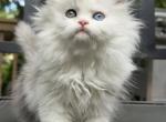 Silver Persian - Persian Kitten For Sale - St. Joseph, MI, US