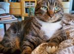 Tully - Domestic Cat For Adoption - Asheville, NC, US