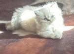 Doll Face Persian - Persian Kitten For Sale - Seminole, OK, US