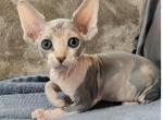 Lola - Sphynx Kitten For Sale - 