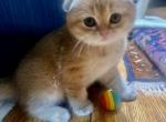 M - Scottish Fold Kitten For Sale - Queens, NY, US