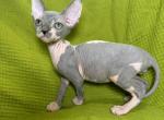 Loki - Sphynx Kitten For Sale - 