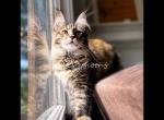 Margo polydactyl - Maine Coon Kitten For Sale - Kansas City, MO, US