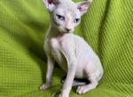 Elf Leo - Sphynx Kitten For Sale - 