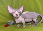 Tina Bambino - Bambino Kitten For Sale - 