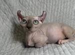 Delia Dwelf - Bambino Kitten For Sale - 