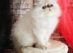 Ocean Black LOLLYLAND - Himalayan Kitten For Sale - 