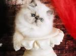 Ocean Black LAST RESORT - Himalayan Kitten For Sale - 