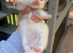 Daisys Litter - Ragdoll Kitten For Sale - Charlotte, NC, US