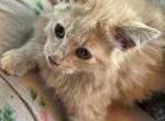 Goldy - Siberian Kitten For Sale - 