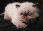 Ocean Black LORD CHOCO - Himalayan Kitten For Sale - 