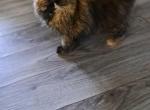 Cfa tortie persian female - Persian Kitten For Sale - Woodburn, IN, US