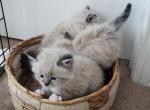 New litter - Ragdoll Kitten For Sale - Dallas, TX, US