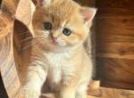 Blue Gold British Shorthair Female Kittens - British Shorthair Kitten For Sale - Auburn, WA, US