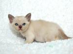 Catherine Zeta Jones - European Burmese Kitten For Sale