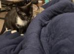 Pads - Domestic Kitten For Adoption - 