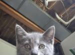 Ralphie - Domestic Kitten For Adoption - 