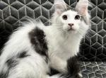 C You Are A Cutie - Maine Coon Kitten For Sale - Cameron, MO, US