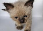 Balinese Kitten - Balinese Kitten For Sale - Orlando, FL, US