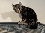 Jessie - Bengal Kitten For Sale - Centreville, MD, US